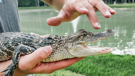 There Was A Gator in our Pond!